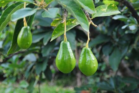 Aussie avocados heading to Thailand could affect prices here