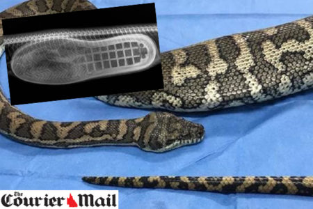 Python saved after eating a slipper