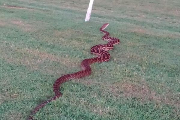 cairns snake_1523407655