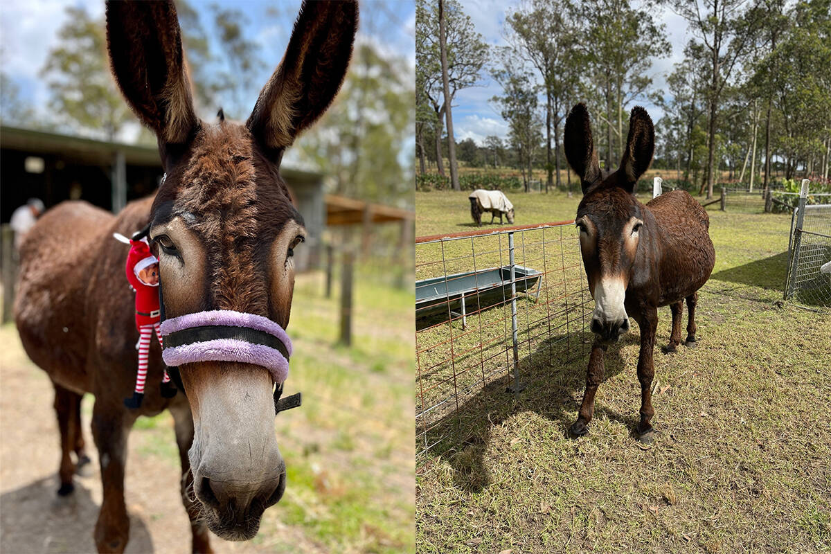 Article image for Sick donkey saved after extraordinary 900km journey