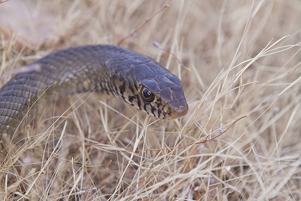 Article image for Man dies after being bitten by snake