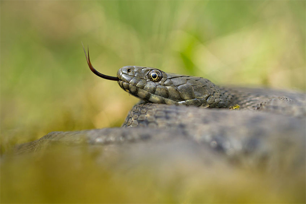 Six-year-old heroically saves the day after finding a snake in his bed